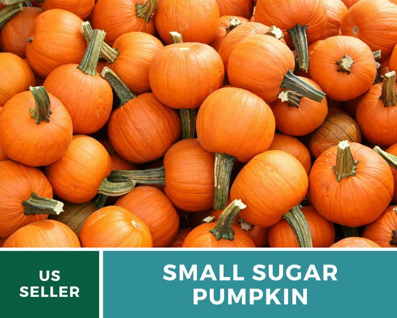 Pumpkin, Small Sugar – 15 Heirloom Seeds – GMO Free (Cucurbita pepo)