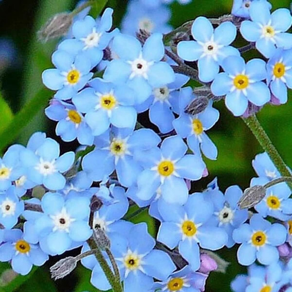500 Forget Me Not Seeds. USA Seeds. Organic. Ships free