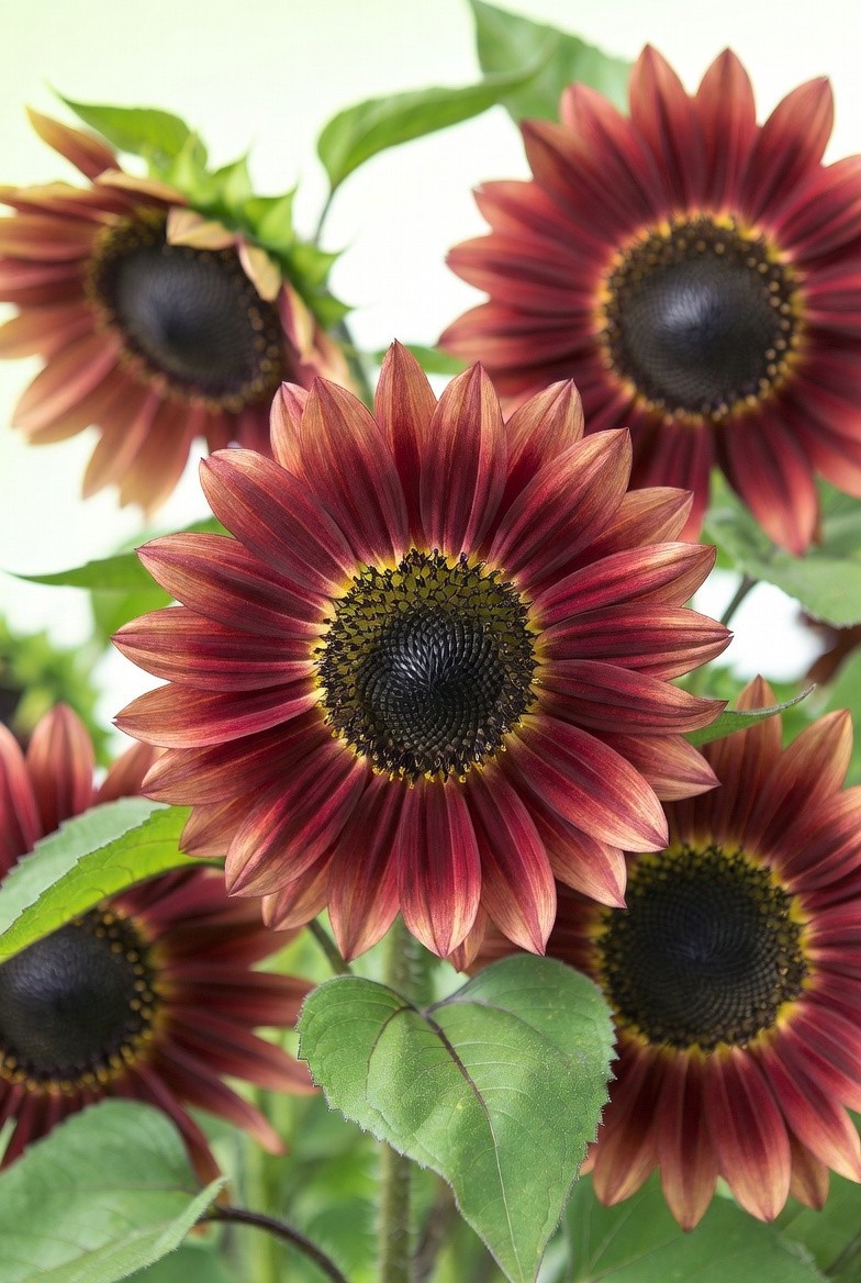 Sunflower VELVET QUEEN Heirloom 8” Blooms Birds & Butterflies Non-GMO 100 Seeds!