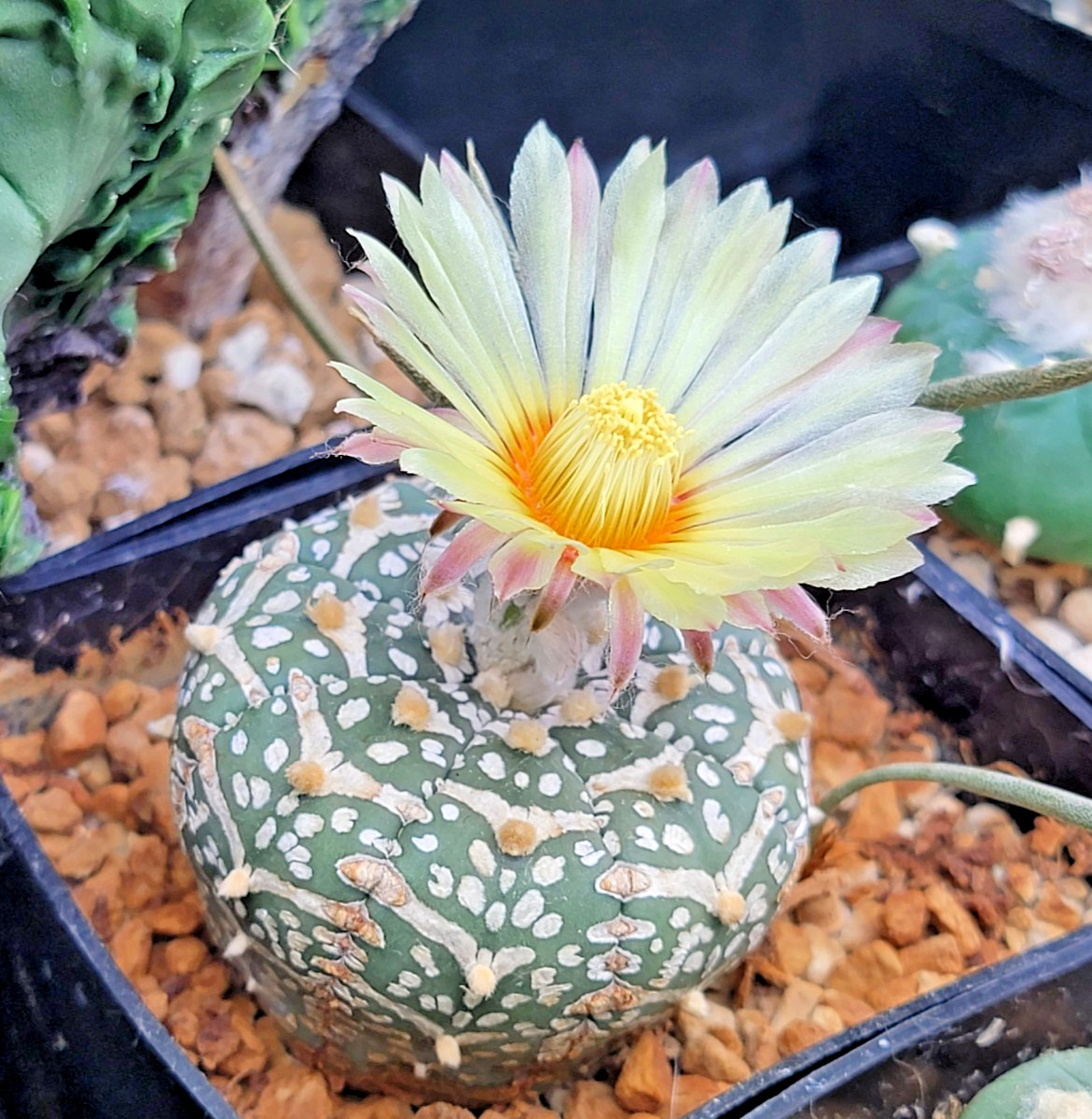 Astrophytum asterias “V type” 15 seeds