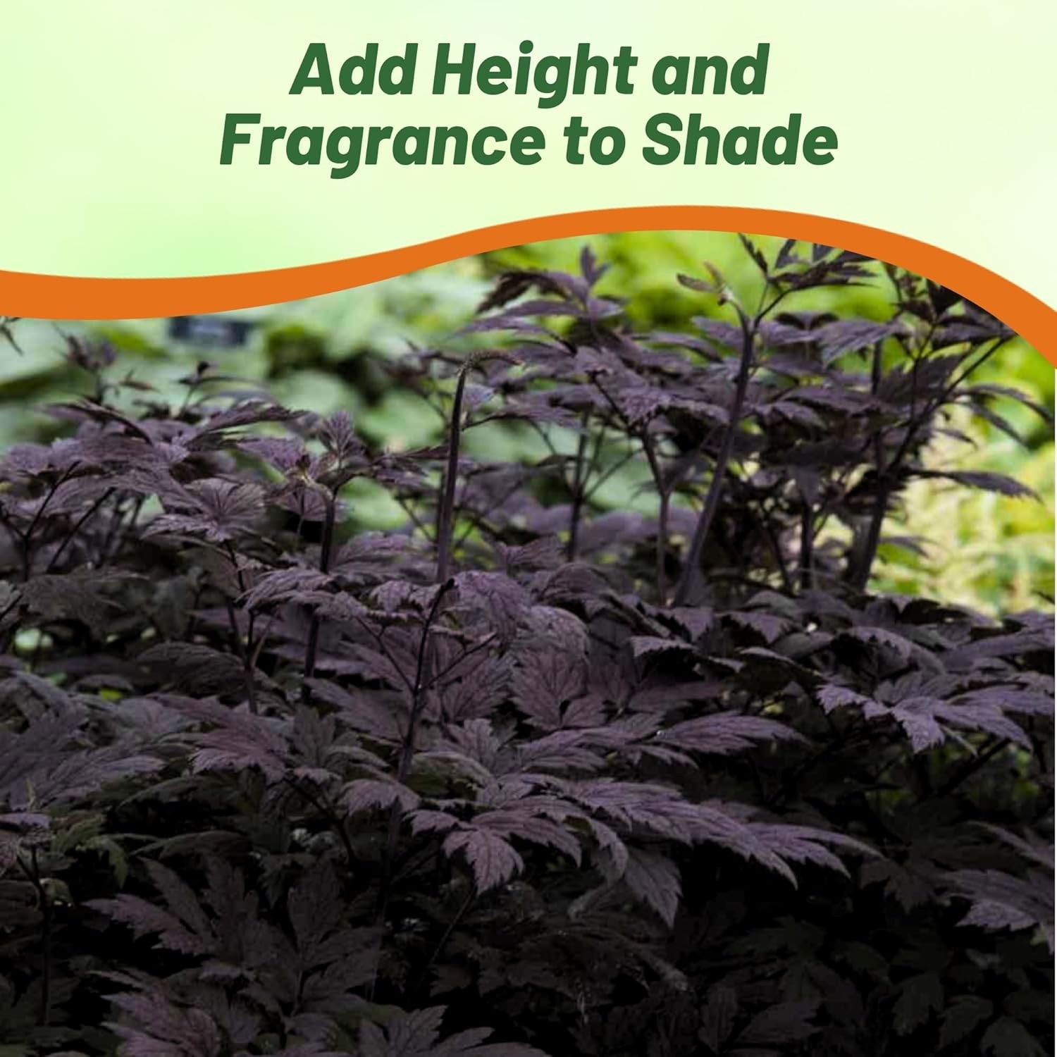 200 Seeds Cimicifuga Black Cohosh Garden Flower Plant Seeds