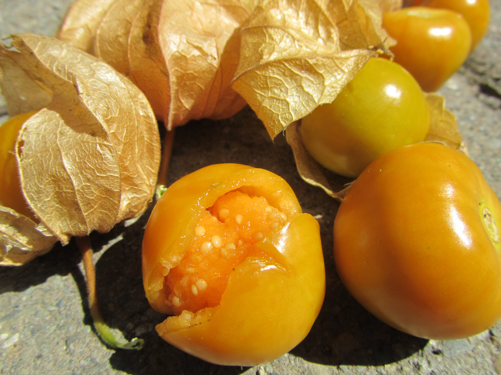 40 Seeds Aunt Molly’s Ground Cherry ORGANIC Cape gooseberry Husk Tomatillo