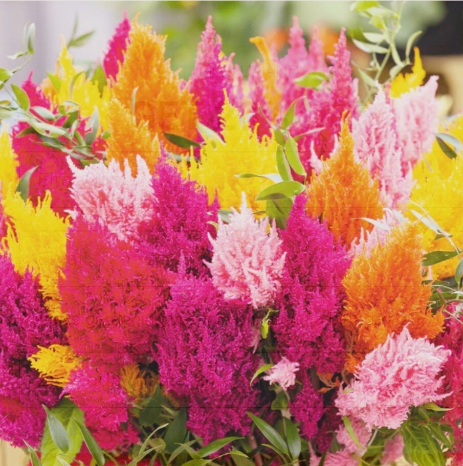 550 Pampas Plume Celosia Seeds Mix of 8 Varieties Pure heirloom seeds Cockscomb