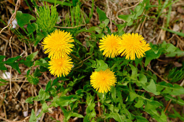 2500 SEEDS – Dandelion BULK! perennial yellow flower GroCo USA BUY 15=SHIPS FREE