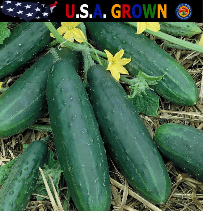 150 Spacemaster 80 Cucumber Seeds Heirloom
