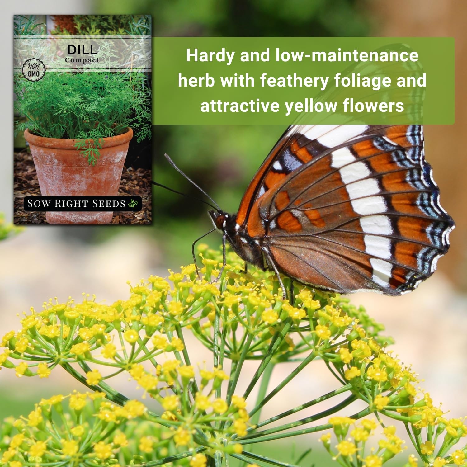 – Compact Dill Seeds for Planting – Non-GMO Heirloom Packet with Instructions…