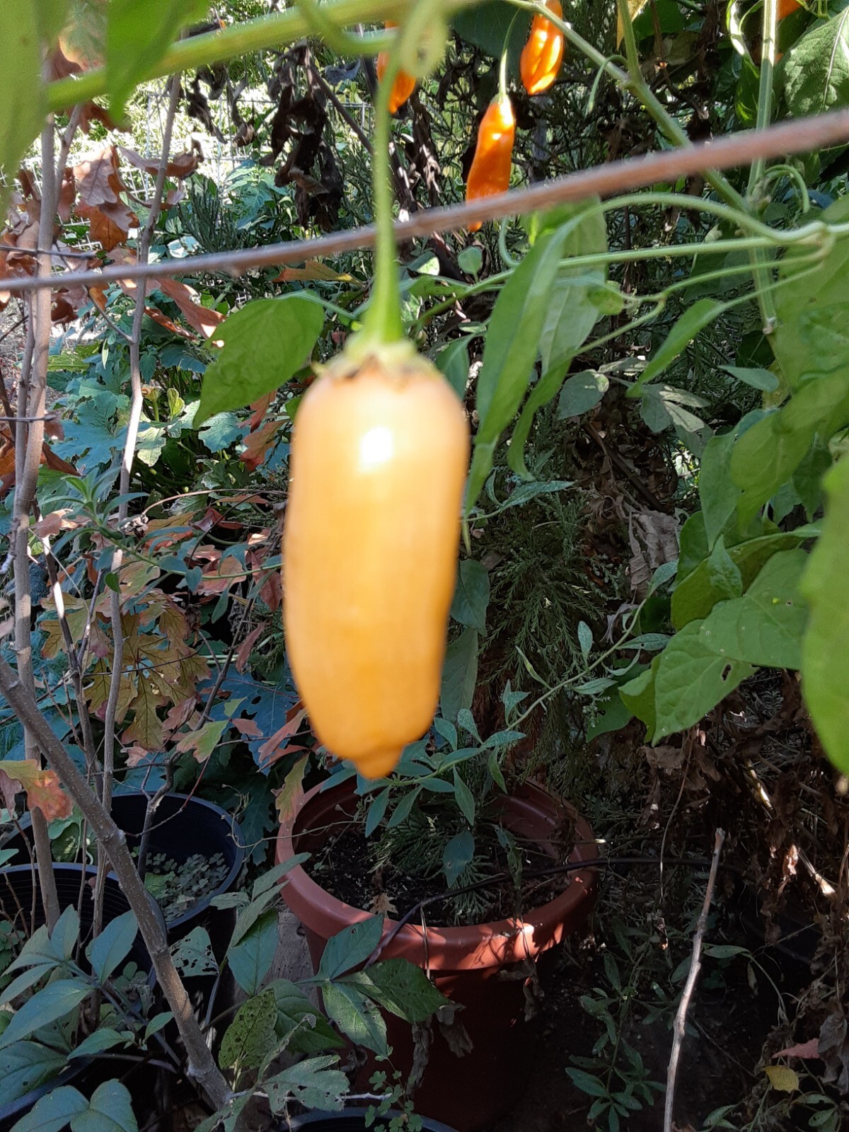 25+ AJI SUGAR RUSH PEACH(SRP) Pepper Seeds 🇺🇸 USA Grown 🇺🇸 100% Organic!