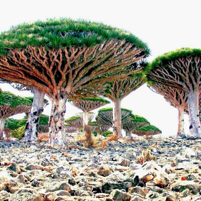20 Dragon’s Blood Tree Seeds (Dracaena draco) Exotic Canary Island Palm Bonsai