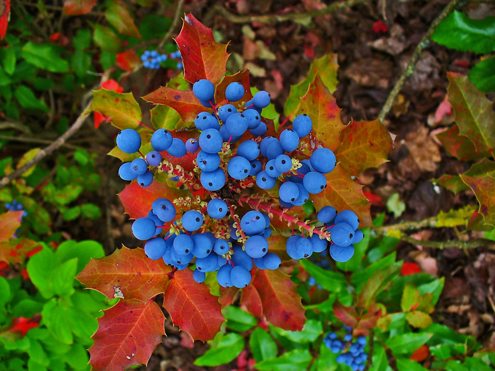 20 OREGON GRAPE Holly Fruit Vine Hollyleaved Barberry Mahonia Aquifolium Seeds