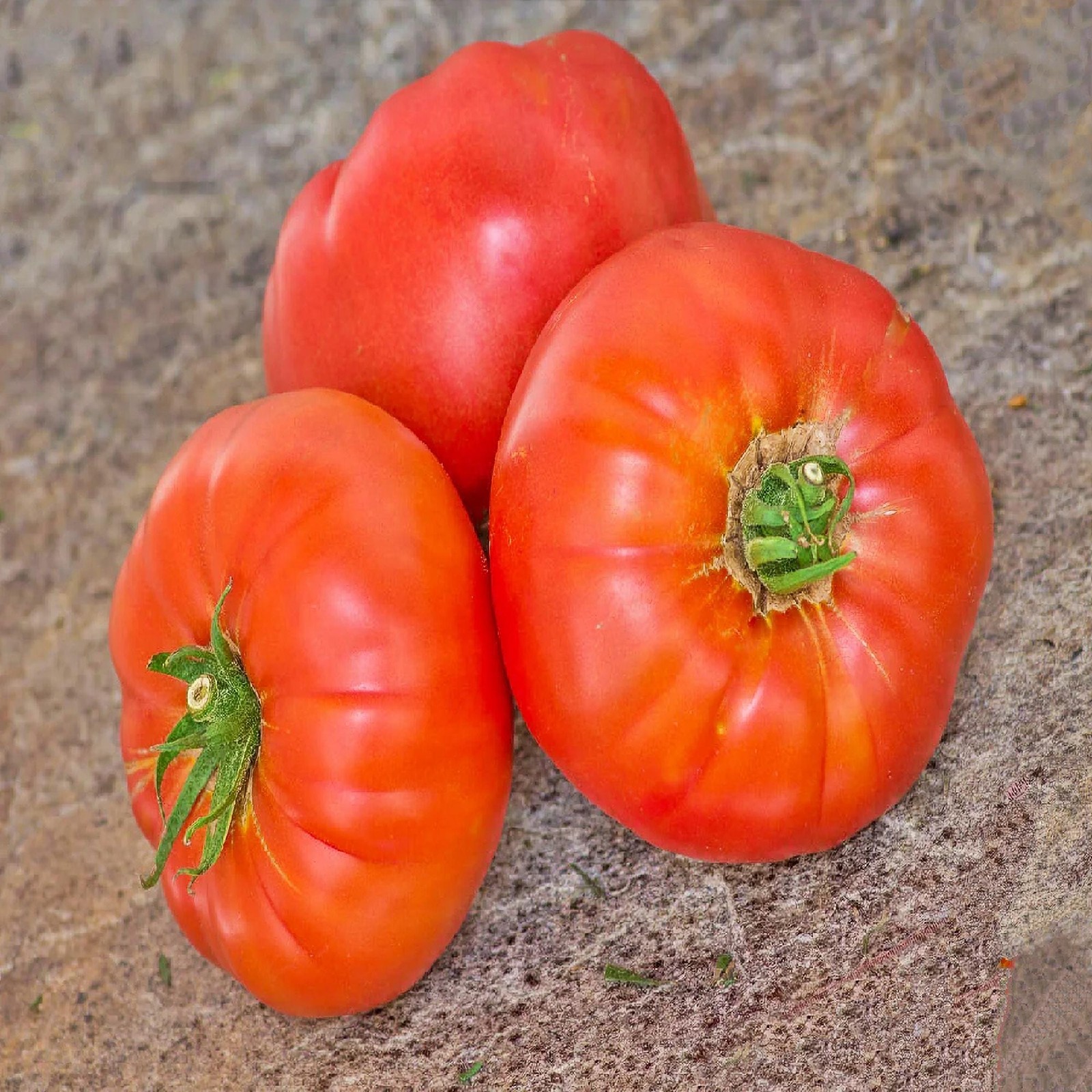 Pusztakolosz Tomato Box Garden Seeds LLC Heirloom Climbing Vegetable