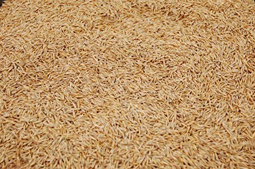 Premium Creeping Red Fescue Grass Seed – 3lb, Oregon Grown, No Fillers, Shade To