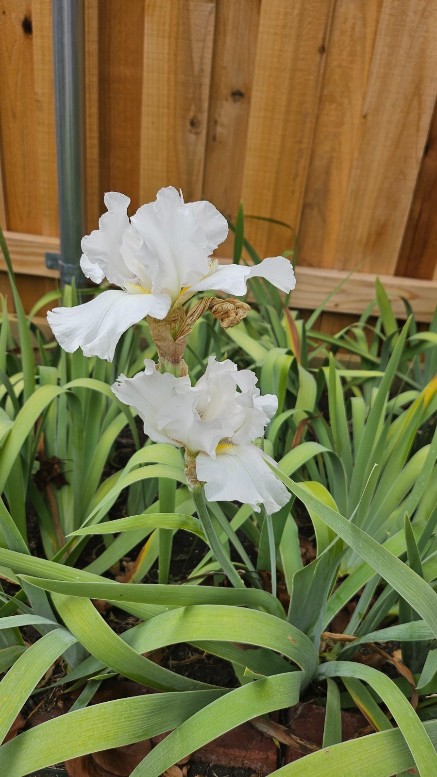 5 Beautiful flowering white bearded iris rhizomes