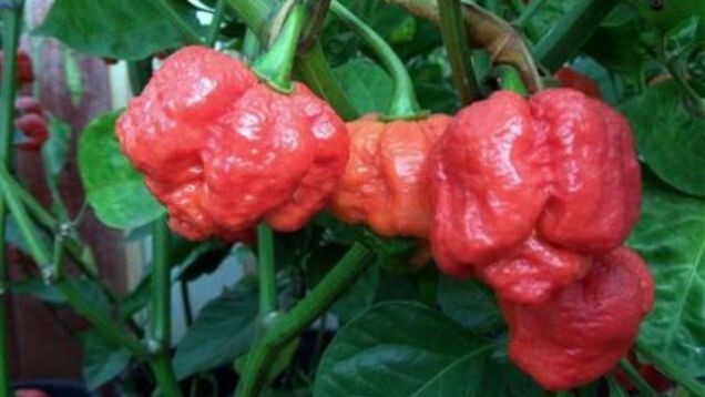 1000 Seeds Trinidad Moruga Scorpion RED Worlds Hottest! World Record! Wholesale