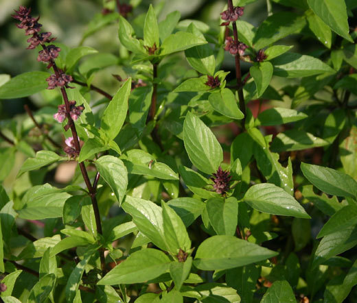 BASIL CINNAMON ORGANIC Ocimum Basilicum – 100 Bulk Seeds
