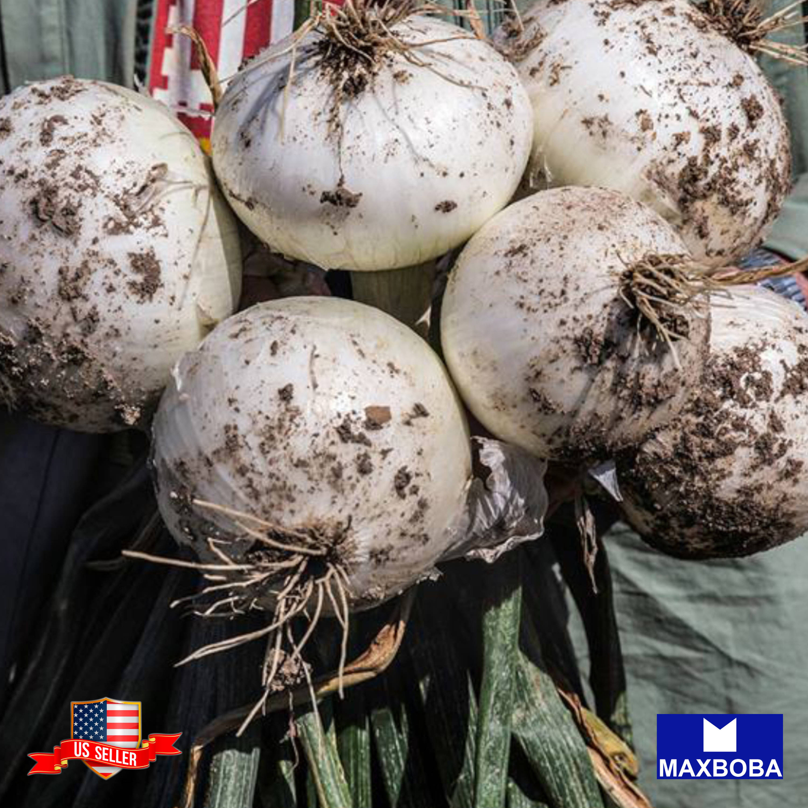 Onion Seeds – Long – White Sweet Spanish Non-GMO Heirloom Vegetable