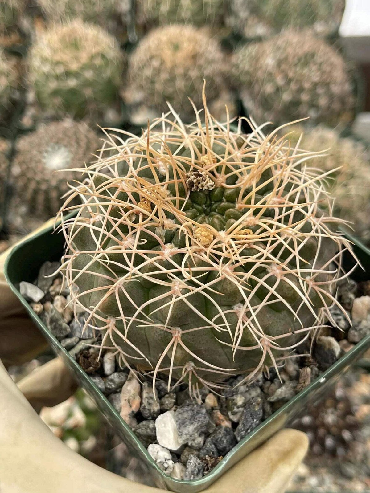 Gymnocalycium Golden Spine | Rare Seed Grown Live Cactus Plant