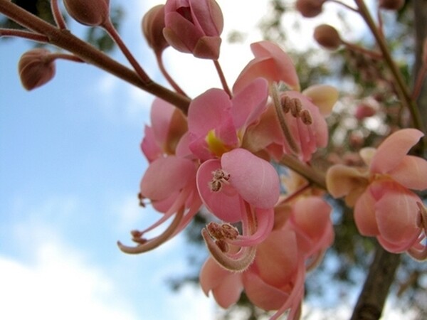 Cassia Grandis 25 Seeds, Tropical Coral Shower Flowering Tree WOW!