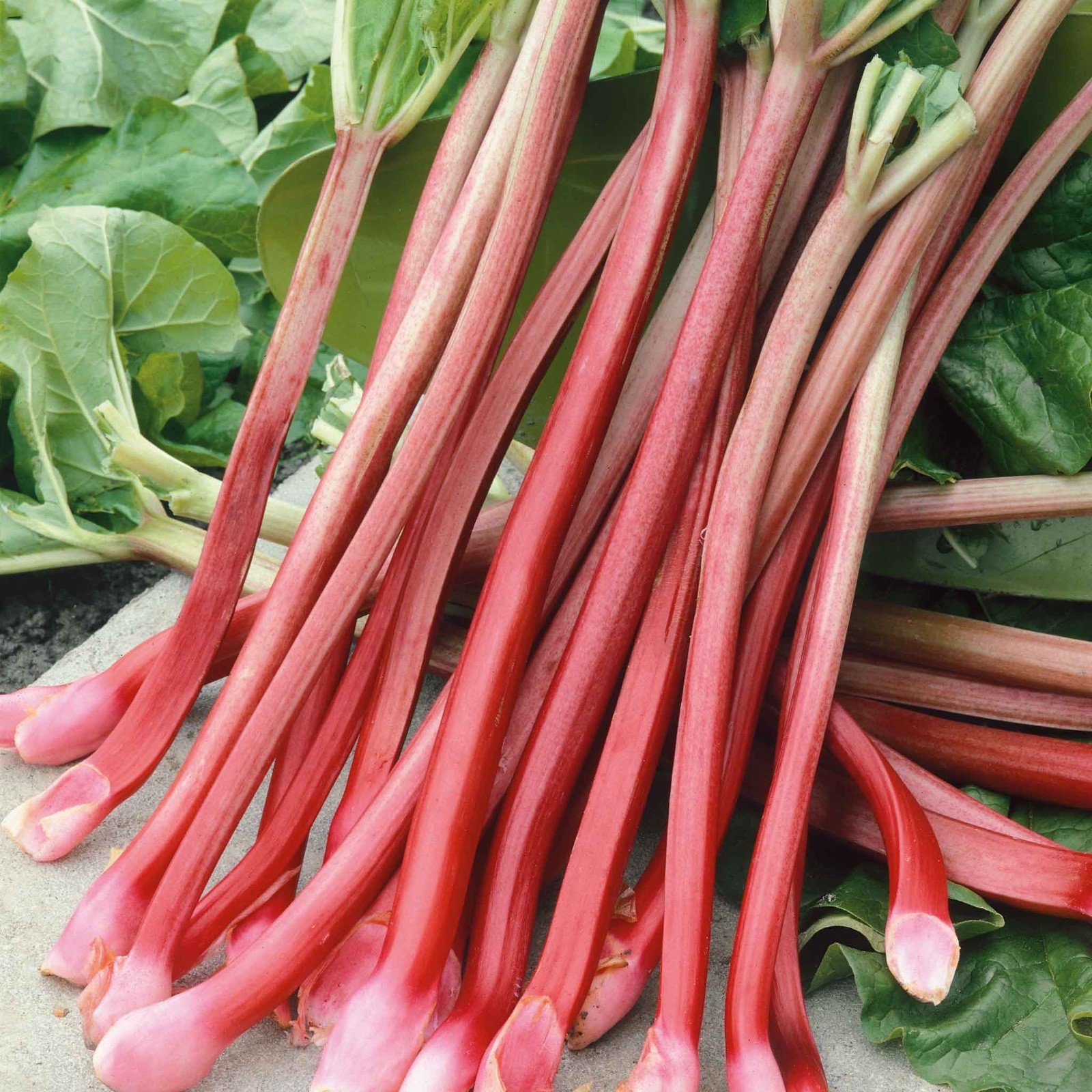 Rhubarb Seeds – Victoria – Organic Seeds – non gmo