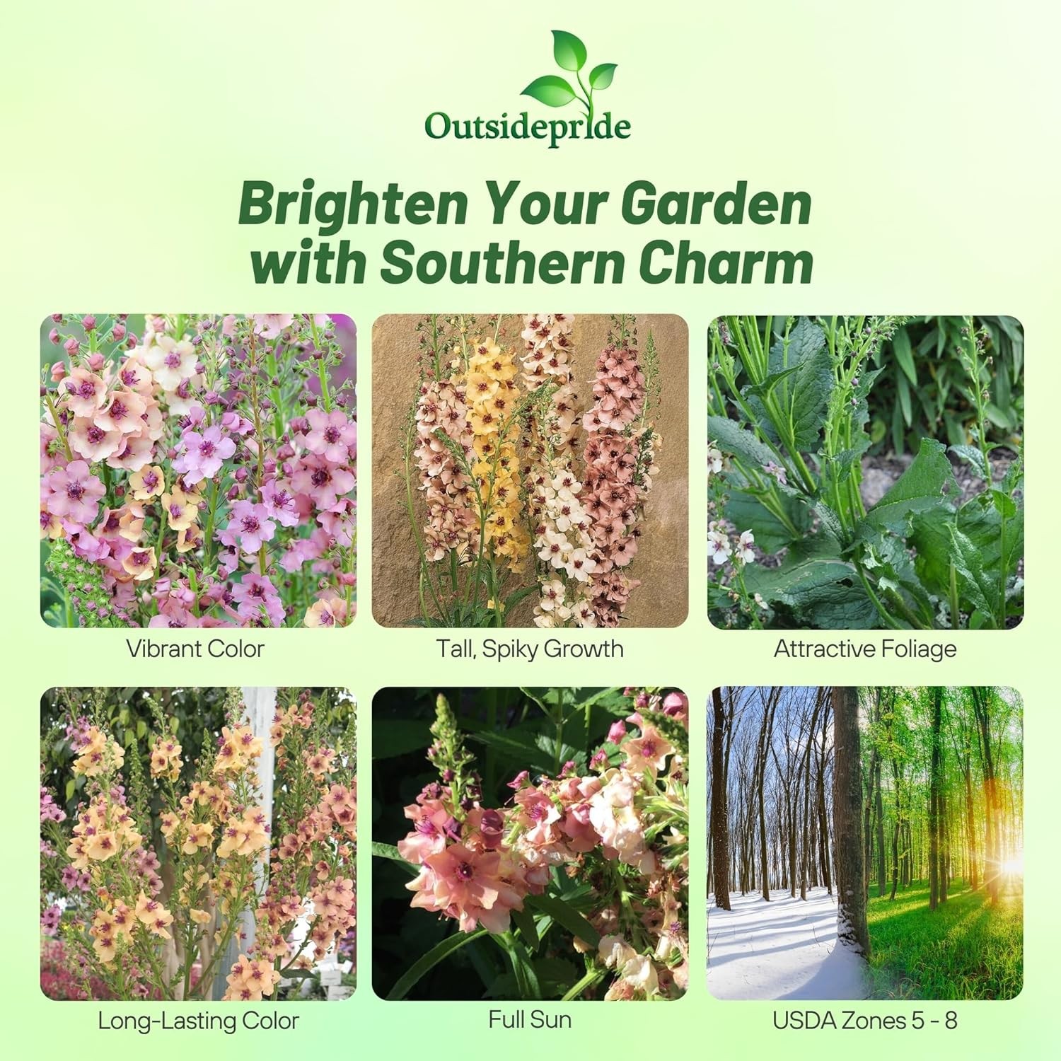 15 Seeds Verbascum Southern Charm Flower Seed Plant Mix – AKA Ornamental Mullein