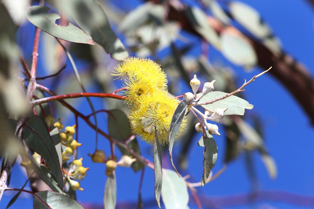 20+ Eucalyptus woodwardii Seeds – ‘Gungurra’, ‘Lemon-flowered Mallee’