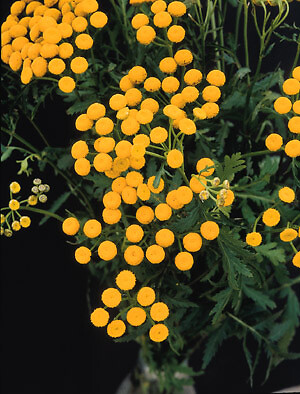 Tanacetum Misc vulgare Gold Sticks 1,000 seeds