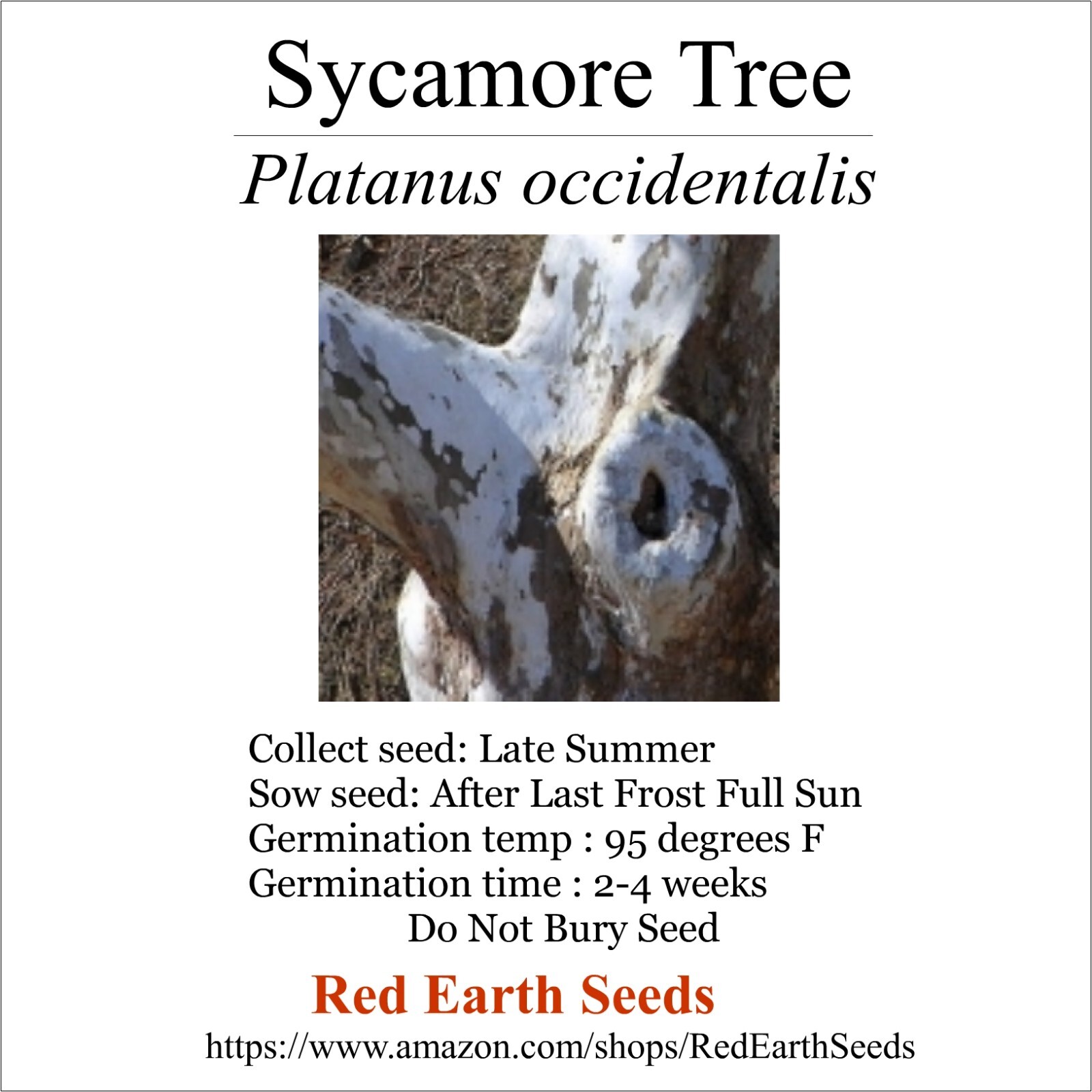 Sycamore Tree – 50 Seeds – Platanus occidentalis