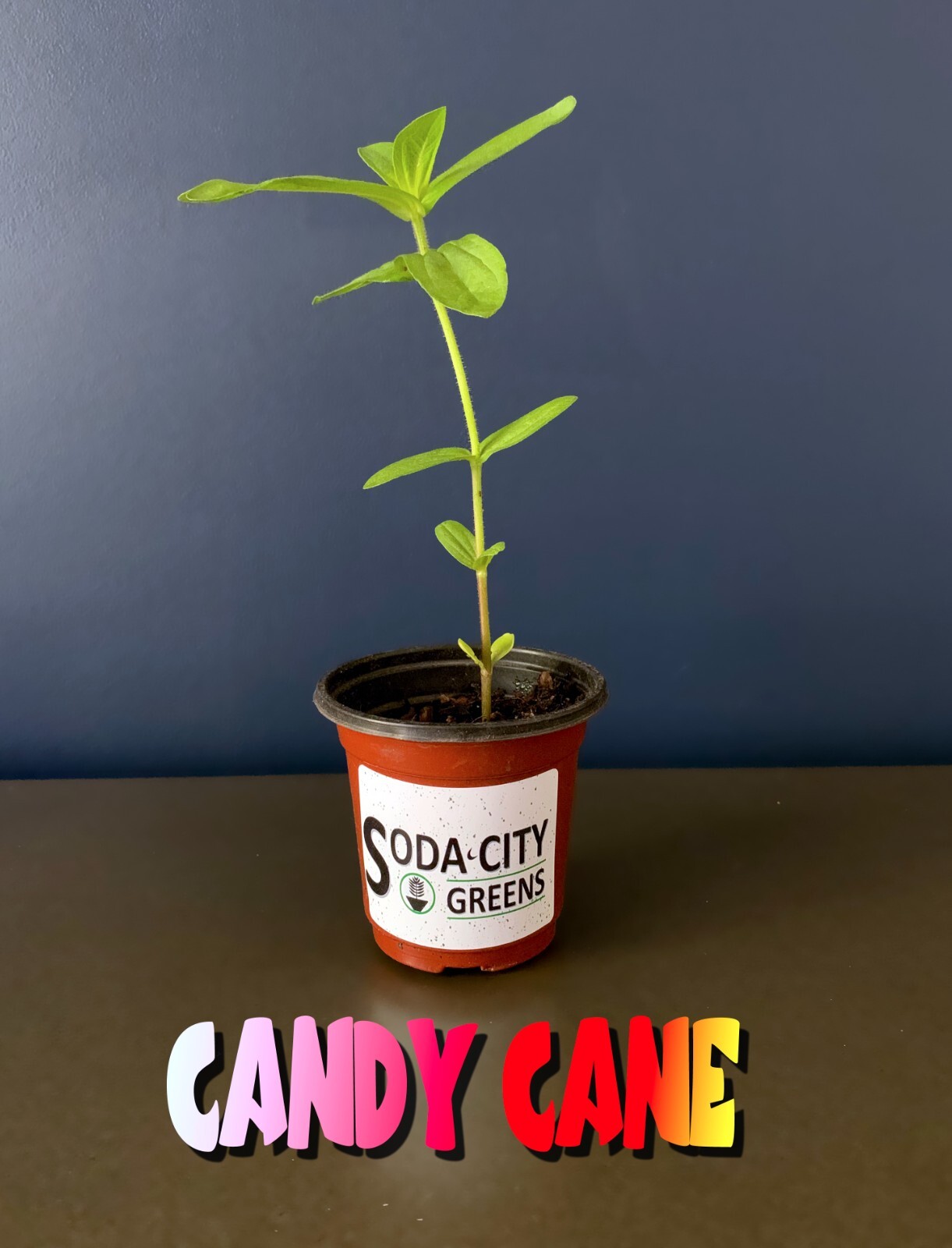 Candy Cane Zinnia Flower Seeds 20+ FREE SHIPPING!