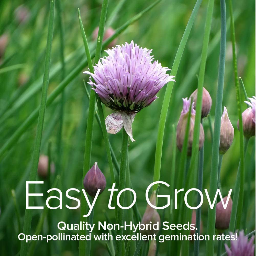 15 Herb Seeds For Planting Varieties Heirloom Non-GMO 5200+ Seeds Indoors, Hydro