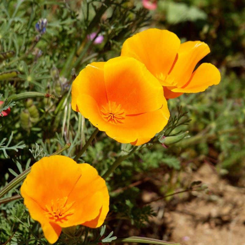 500+CALIFORNIA POPPY MIX Native Wildflower Seeds Flower Garden Patio Container