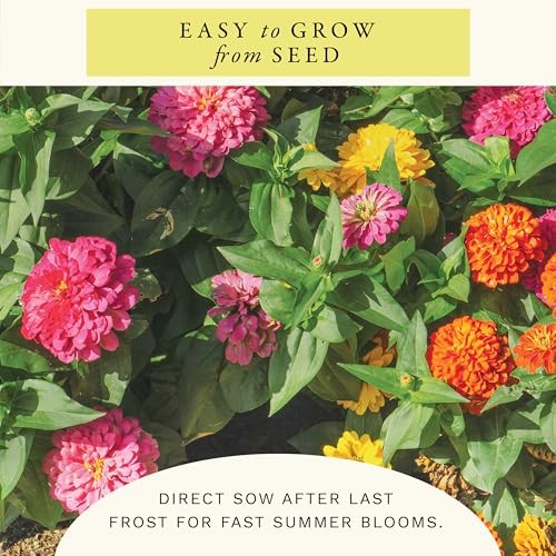 Cut and Come Again Zinnia Seeds (2 oz)