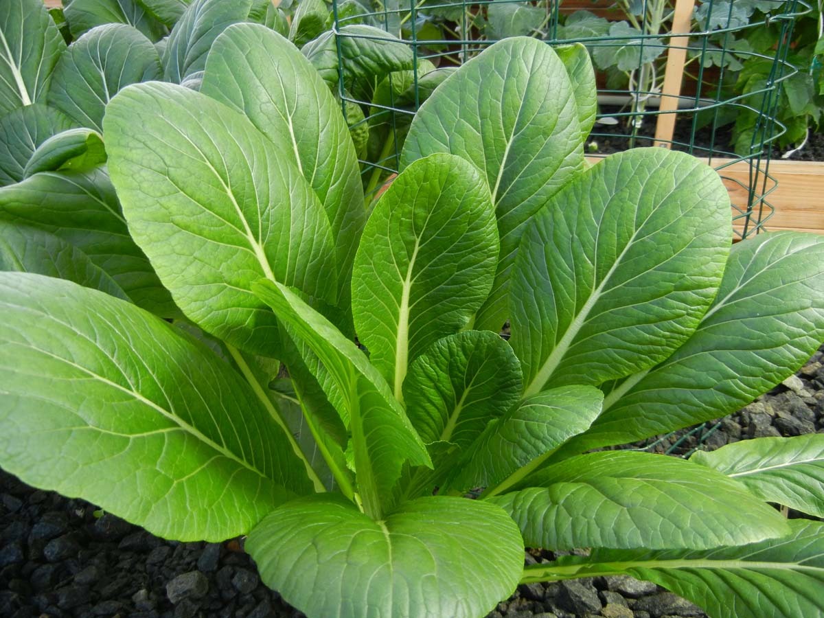 1oz Komatsuna Seeds Spinach Mustard Tendergreen (approx 17,000 Seeds)