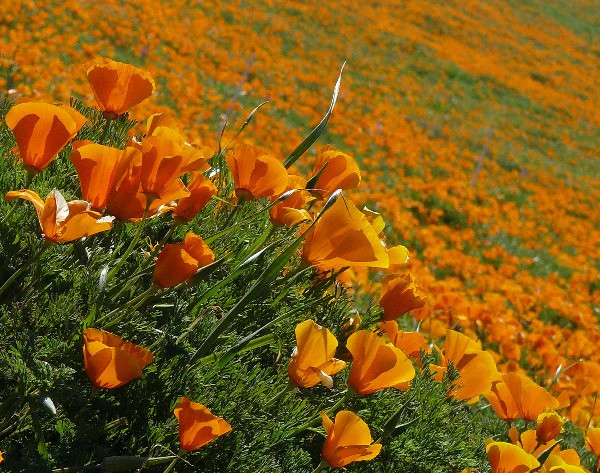 Eschscholzia californica | Californa Poppy | Cup of Gold | 200 Seeds