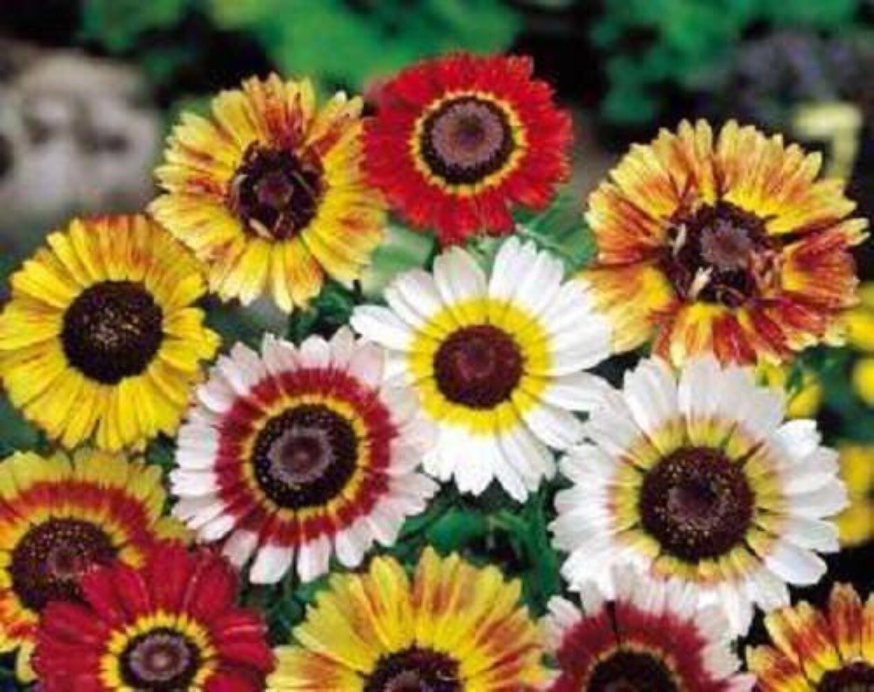 250 TRICOLOR PAINTED DAISY Pyrenthrum Daisy Chrysanthemum Carinatum Flower Seeds
