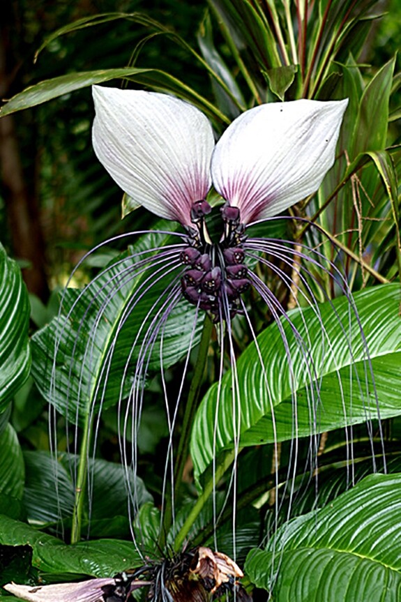 Tacca Integrifolia 10 Seeds, White Bat Garden Flower, House Plant