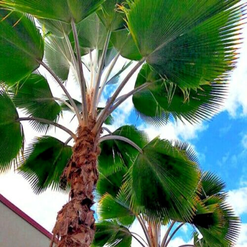 100 Fiji Fan Palm Tree Seeds (Pritchardia pacifica) Fast Growing Tropical Plant