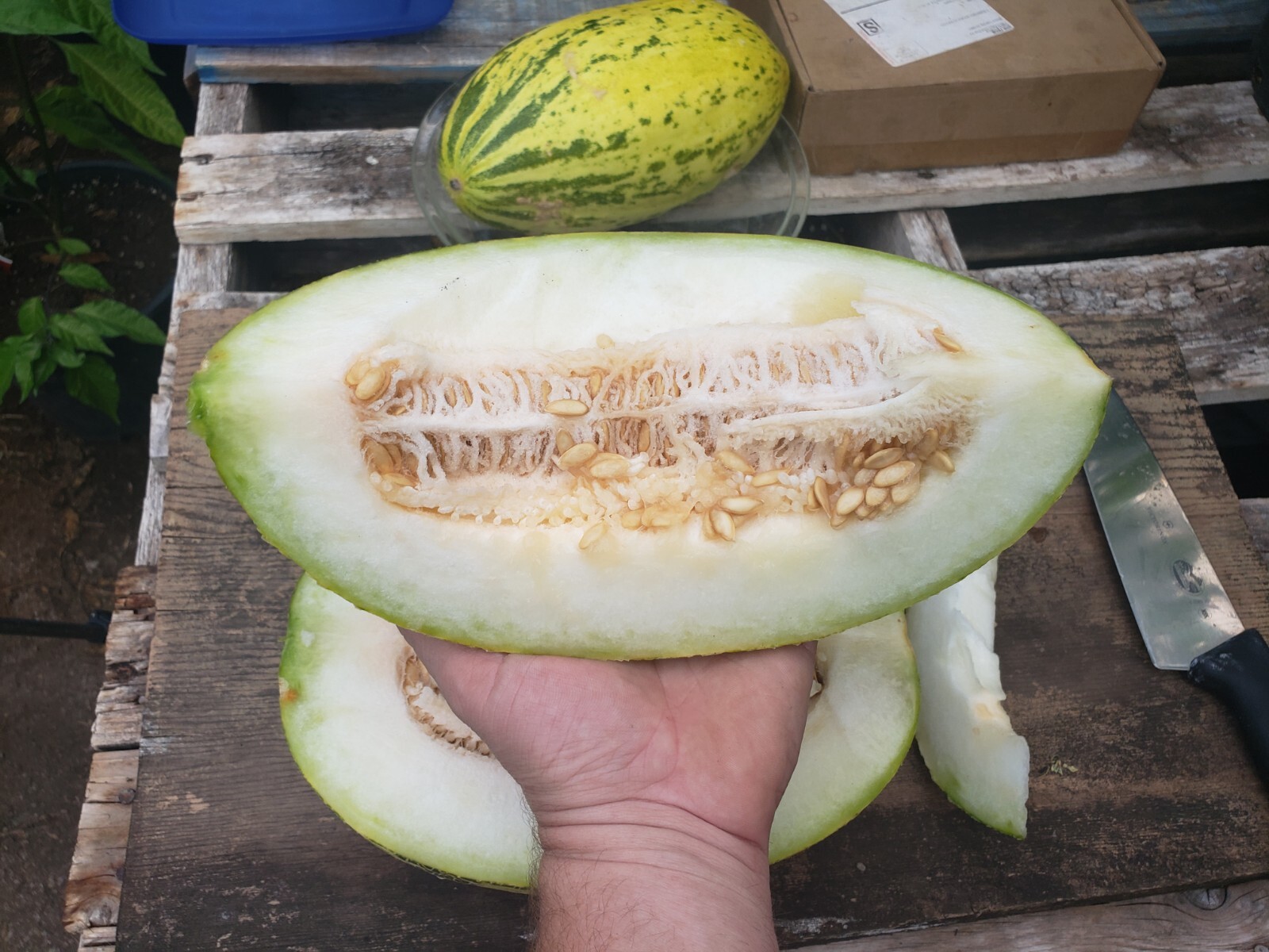 Polish Honey Melon Seeds Organic Heirloom Sweet Banana Cream Pie Aroma -Tracking