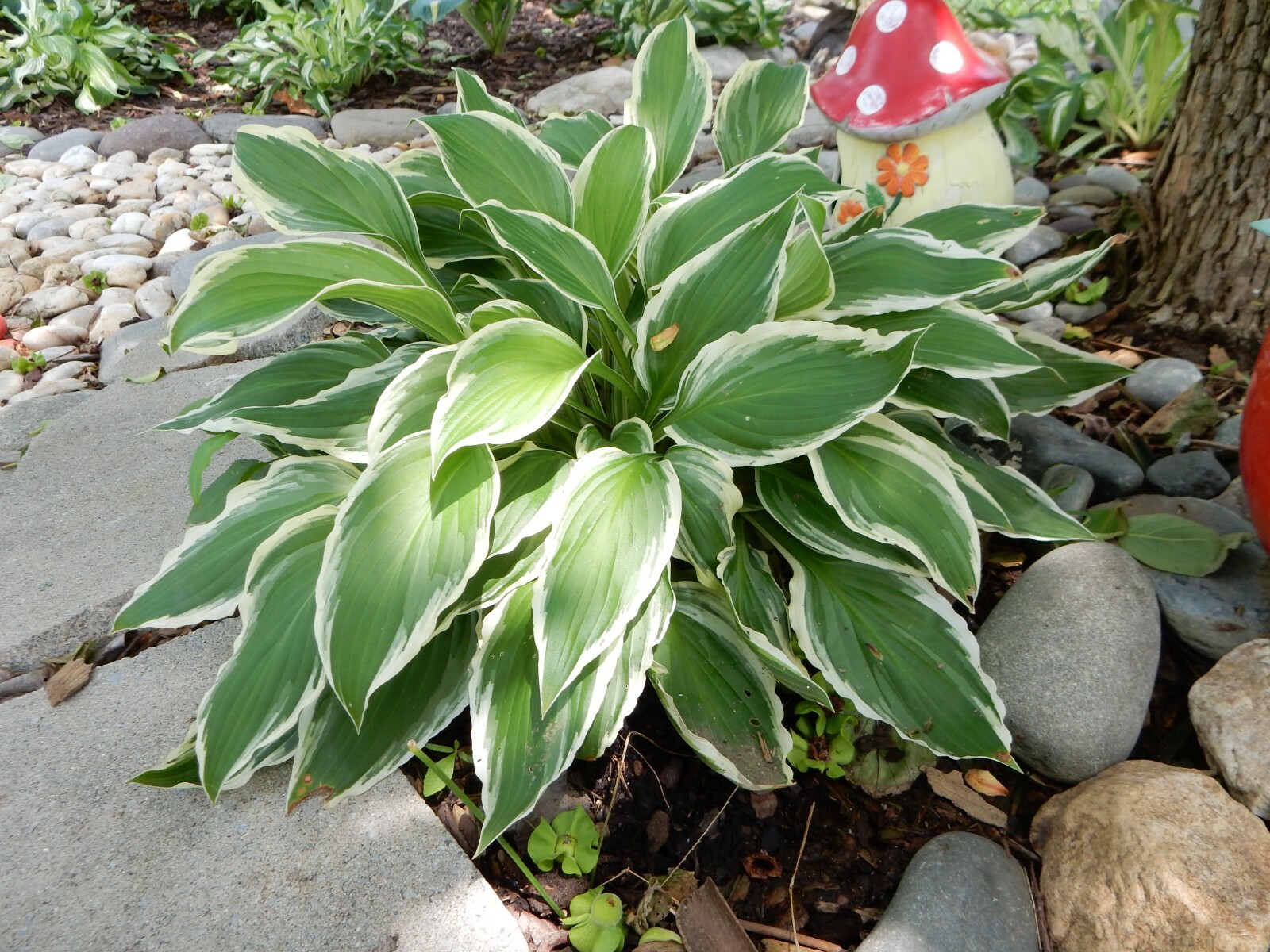 Hosta Francee – Perennial/ Sun or Shade – 10 Bareroots Plants