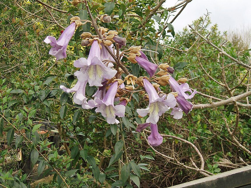 Paulownia elongata | Elongata Princess Tree | 100 Seeds