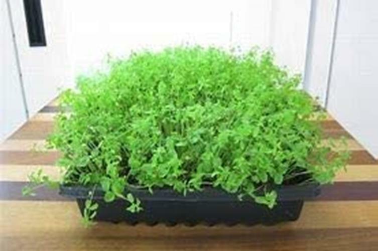 8 oz Flax