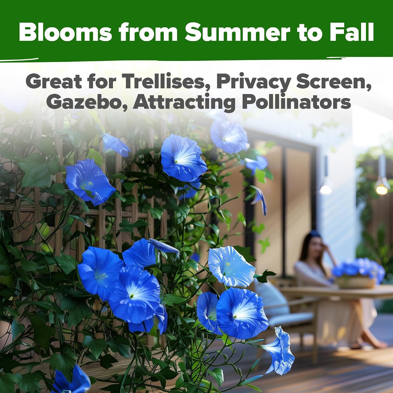 HOME GROWN Heavenly Blue Morning Glory 150 Heirloom Seeds for Flower Garden