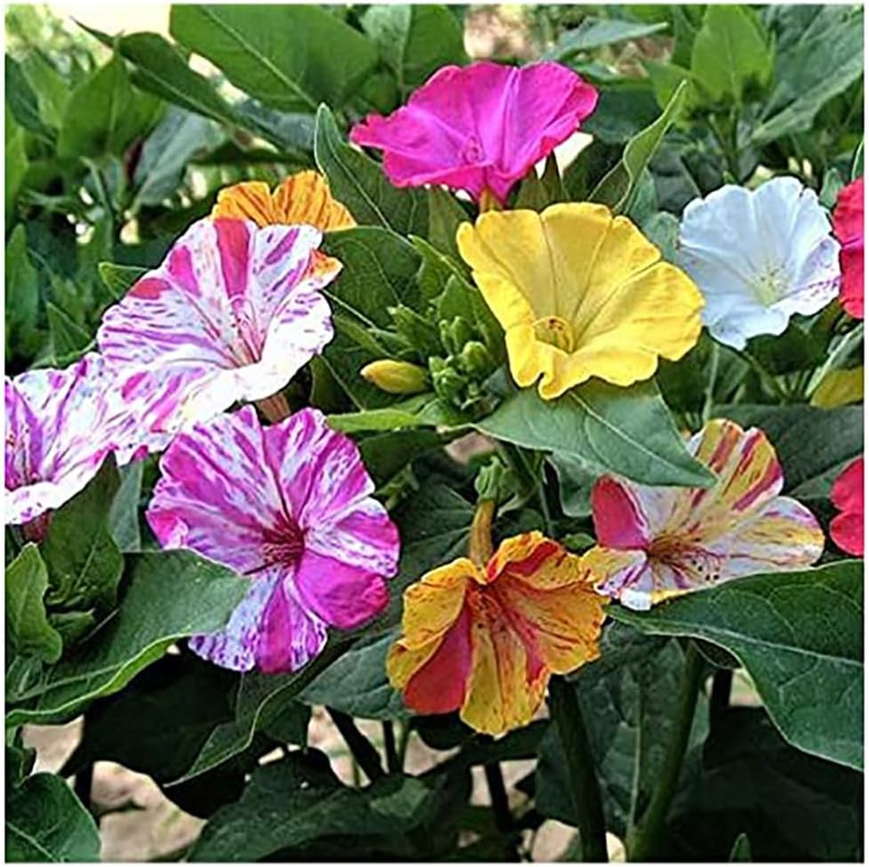 80 Broken Colors Four O’Clock Seeds – Tender Perennial That Reseeds Easily