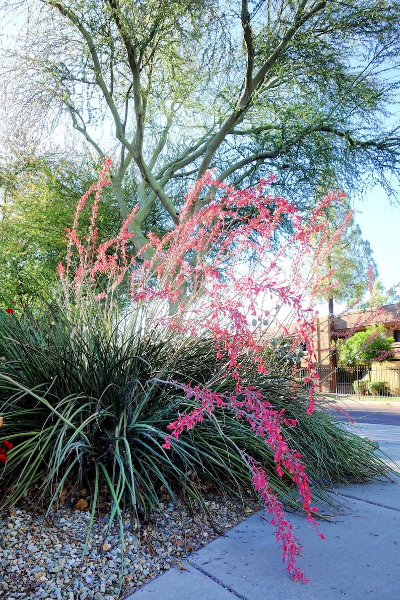 Hesperaloe Parviflora aka Red Yucca 8 Seeds Free Shipping!