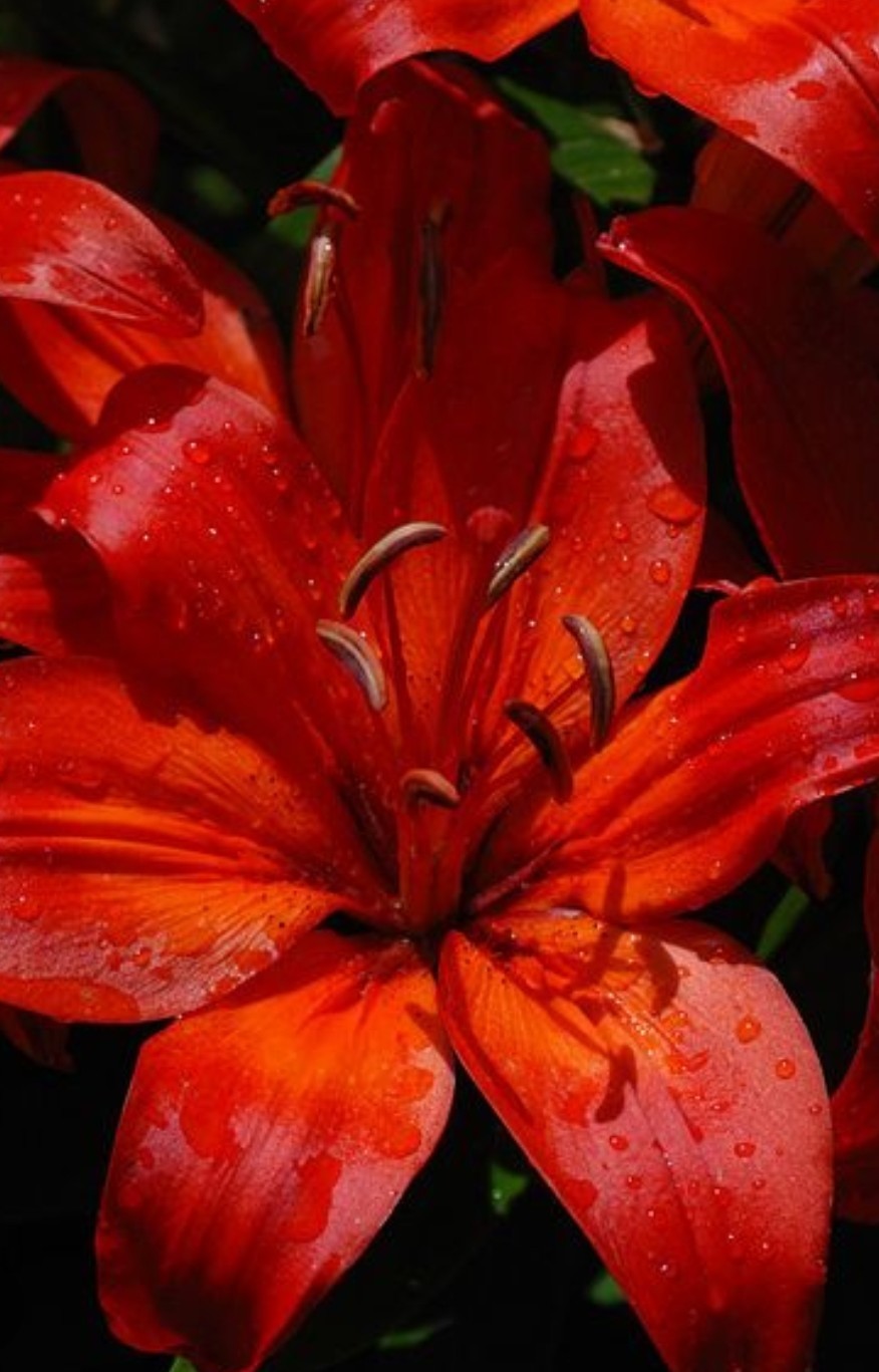 20 Red and White Lily Tree Seed Mix