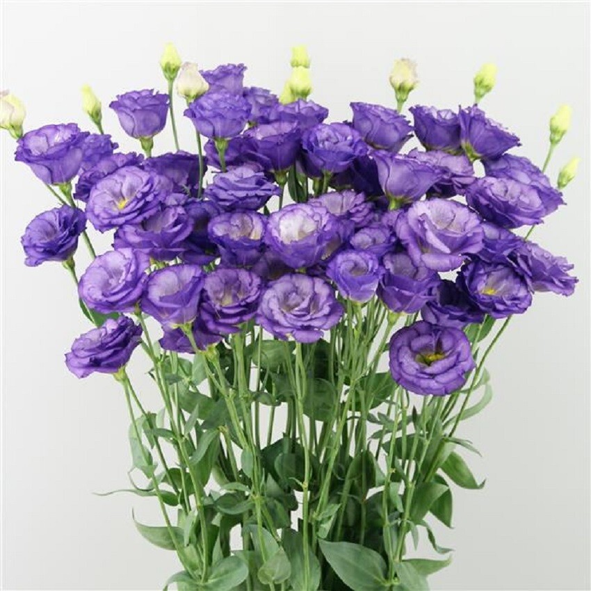 Lisianthus Seeds Lisianthus Arosa 3 Sky Blue Cut Flower