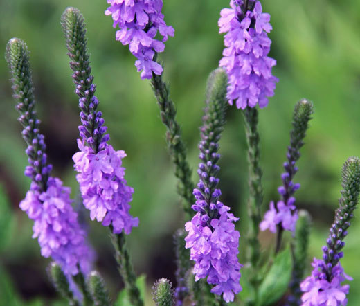 VERVAIN HOARY Verbena Stricta – 2,500 Bulk Seeds