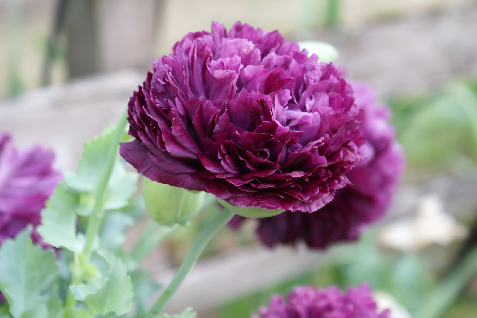 1,500 Purple Peony Poppy Seeds – P. Somniferum – Giant Purple Frilly Blooms