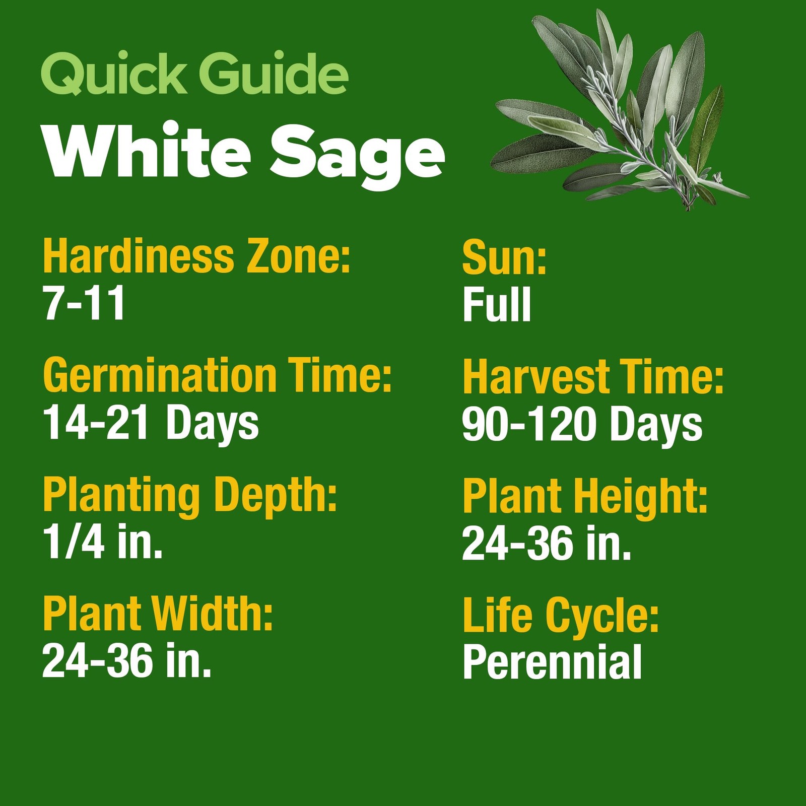 Heirloom White Sage Seeds 646 Pack Grow Aromatic Sage for Indoor/Outdoor
