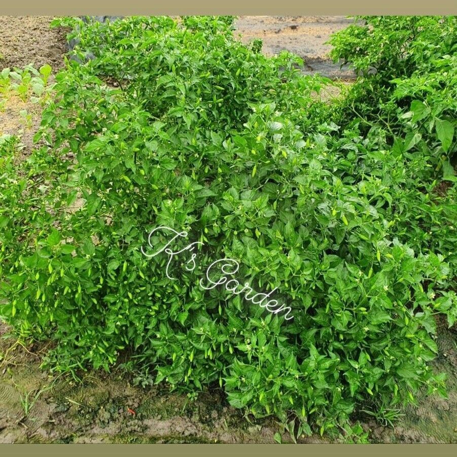 BIRD’S EYE CHILI SEEDS, ỚT XIÊM RỪNG | High Germination Rate (20 pcs)
