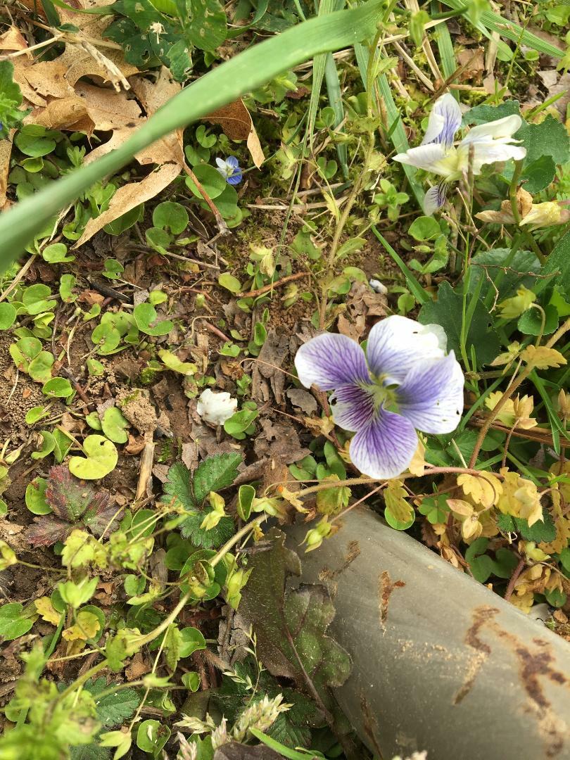 WILD Conderate White With Blue Center VIOLET Flowers Over 25 + SEEDS USA Seller