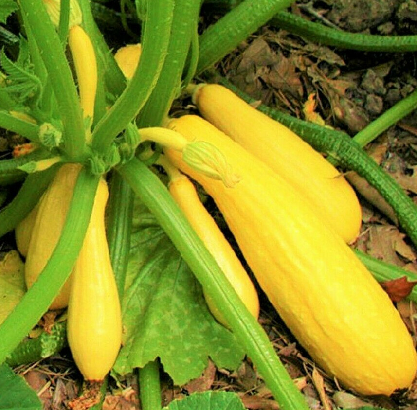 Yellow Straightneck Squash Seeds | Summer Golden Zucchini Courgette Seed 2024